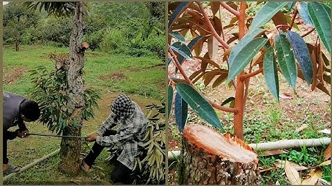 Achieving Optimal Durian Tree Performance: The Key Benefits of Top Working