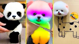 Cute Pomeranian Puppies Doing Funny Things 2024  - Cute and Funny Dogs #7