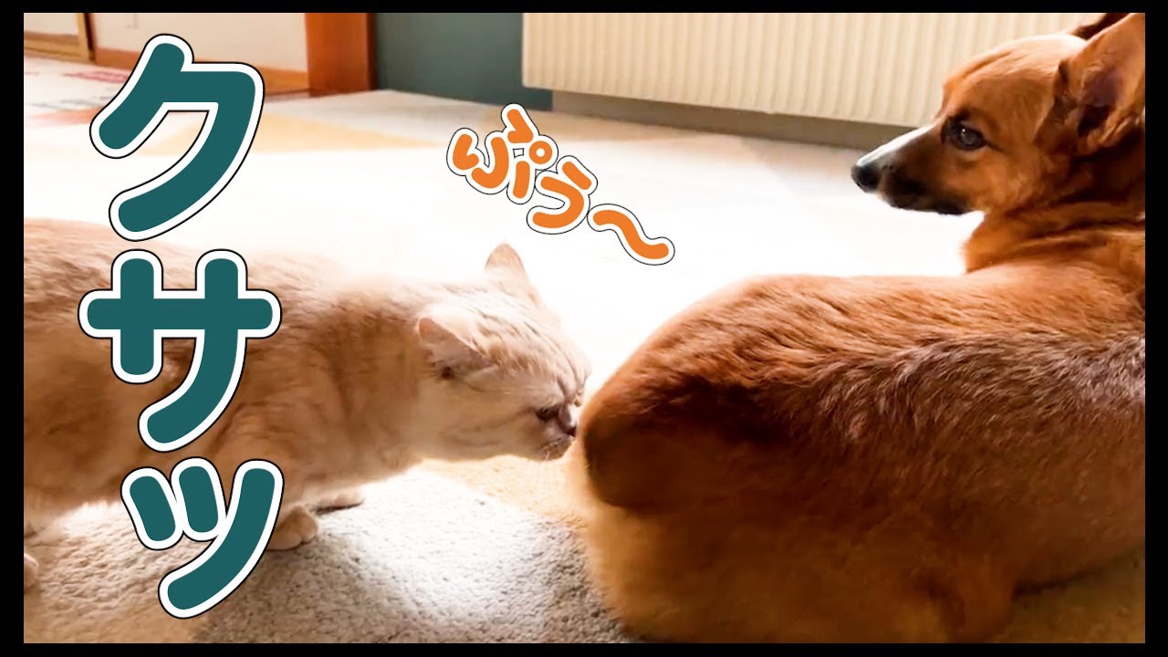 オナラが臭い犬にピッタリの商品が届きました Youtube