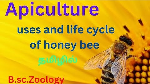 Bsc zoology APICULTURE in tamil honey bee, life cycle of honey bee and uses of honey, royal jelly
