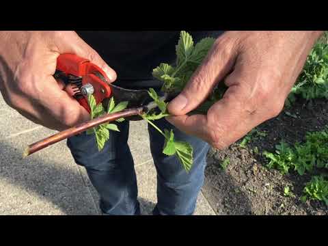Vidéo: Propagation des plants de framboises - Apprenez à propager les framboises