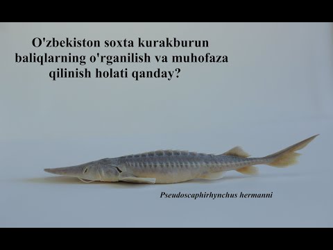 O&rsquo;zbekistondagi osyotrsimon baliqlarning hozirgi holati | Pseudoscaphirhynchus | Sturgeons