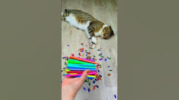 Cat Barsik Beads 🌈🖍 Reverse video #cat #reverse #marblerunandmore