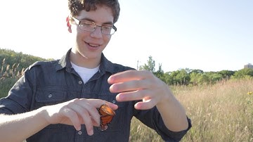 What do you know about Monarch Tagging?