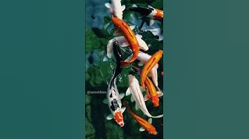 Sora openai 🥀 AI Generated Video 🎶 Version 04 #SoraVideos #shorts 60