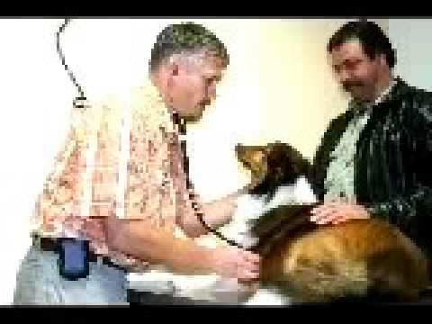 pakistani-prank-call-to-javed-veterinary-doctor