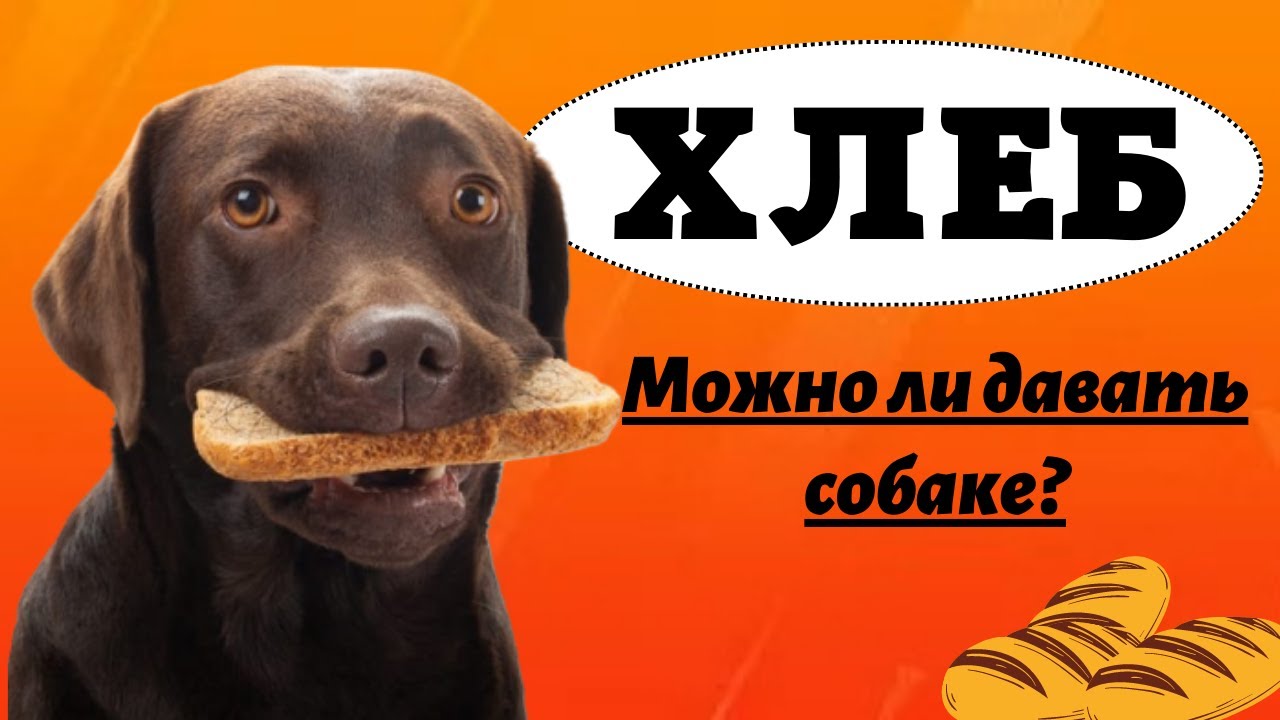 Могут ли собаки есть баранину?
