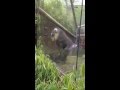 Baboons Mating @ The Oregon Zoo