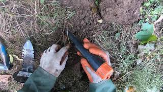LIVE DIG ACTION!! Simplex v02.77 SP22 coil hits another wheatie in my back yard.