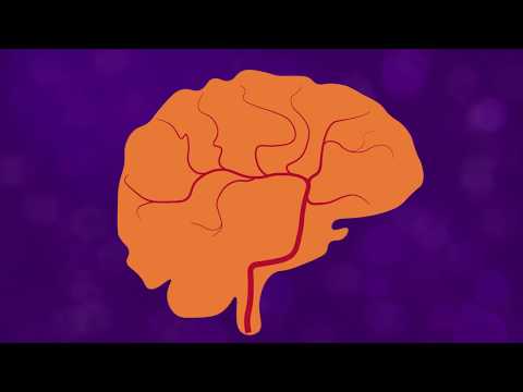 The Blood Brain Barrier