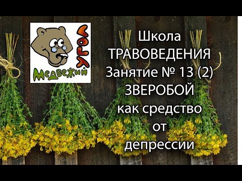 Школа травоведения - Занятие № 13(2) ЗВЕРОБОЙ как средство от депрессии