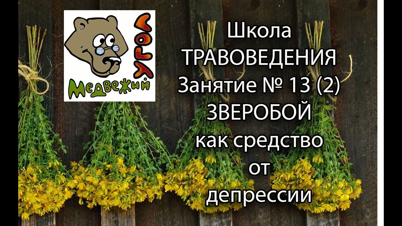 Школа травоведения - Занятие № 13(2) ЗВЕРОБОЙ как средство от депрессии
