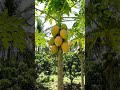 #organic #health #futuregoals #tranding #nature #peace #fruit