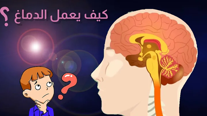 كيف يعمل دماغك؟/شرح مبسط  عن كيفية عمل الدماغ/How does the brain work