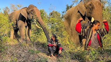Tarzan Tây Nguyên thăm Voi Khăm Sen sống trong Rừng
