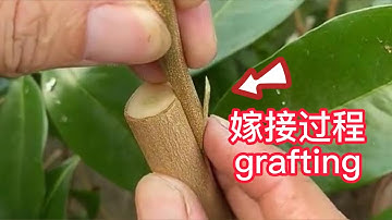 荔枝嫁接的操作過程，接穗對準砧木的形成層，利於成活，癒合快 In the operation process of lychee grafting, is conducive to survival
