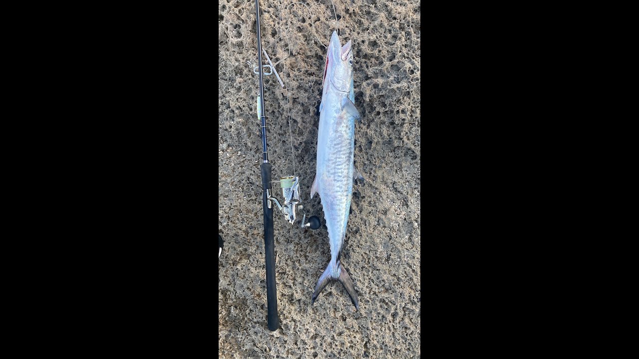 Fishing 2 Little Tunny. Spanish Mackerel, Baby Amberjack דיג טוניות