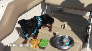 Walk Through Wednesday - Tips When Taking Your Dog Boating