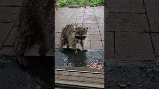 Wet and pregnant raccoon begs me for food