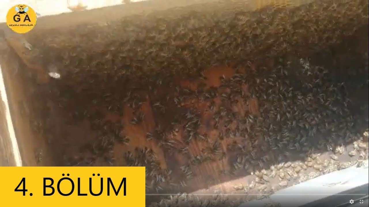 4.Bölüm. Sonbahar bakımı. kovanım söndü nedeni nedir diye soranlar için. beekeeping. arıcılık.