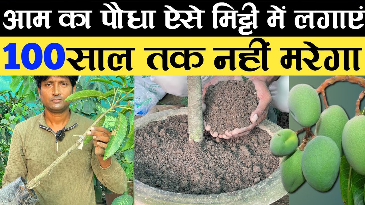 आम का पौधा ऐसे मिट्टी में लगाएं 100 साल तक नहीं मरेगा | Mango Plant Potting Mix | Mango Plant in Pot