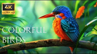 4K Colorful Kingfisher  Beautiful Birds Sound in the Forest | Bird Melodies