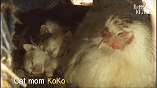 Hen Sitting On Cute Kittens Instead Of Eggs | Kritter Klub