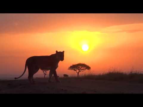 wildearth coupon Help us find more safariLIVE guides