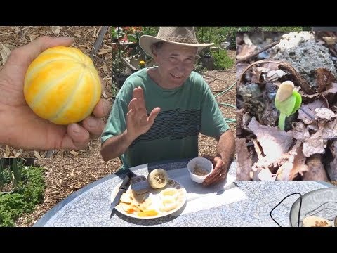 Grow Korean Melon Collecting Seeds And Eating Growing Fruits In The Grow Korean Melon Collecting Seeds And Eating Growing Fruits In The Garden Yellow Chamoe