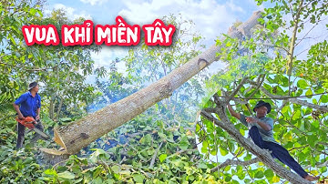 Vua Khỉ cưa hạ gốc cây Bàng Gai to và bên dưới là nguyên một vườn cây ăn trái.