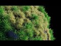 Grass Growing Sim Tutorial IN BLENDER (long version)