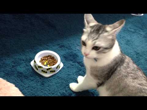 Eve using paws to eat 2