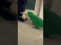 Every Toy Is A Bird Toy Parrot Bird Eclectusparrot Nature Eclectus Parrotstars Greenparrot Every Toy Is A Bird Toy Parrot Bird Eclectusparrot Nature Eclectus Parrotstars Greenparrot