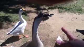 Summer Fun - Feeding the Ducks & Geese at Spring Lake Park