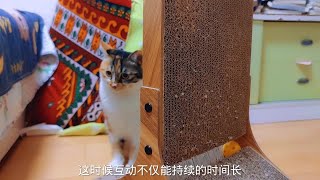 如何让家里的小猫咪崇拜你