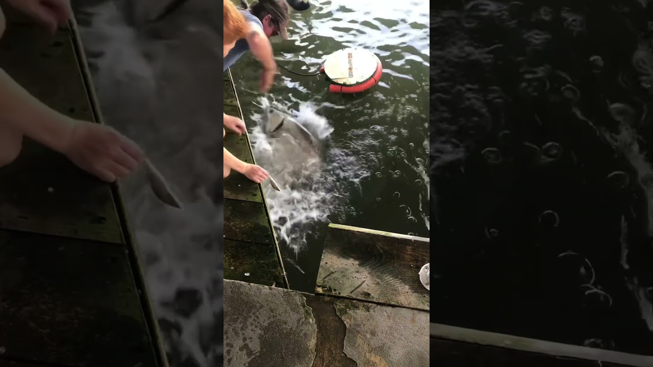 Feeding Tarpon In South Florida 