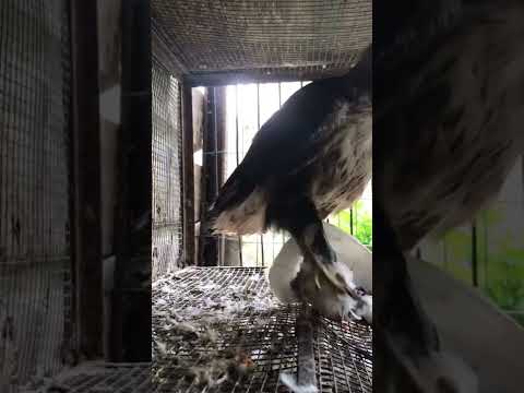 صوت الصقر الباز