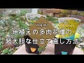 【Vlog#41】多肉の自給自足！地植え多肉花壇の超大胆な仕立て直し方法【セダム】【葉挿し】【挿し木】