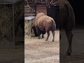 bison is busy eating hay at lunchtime toronto canada apr 2026