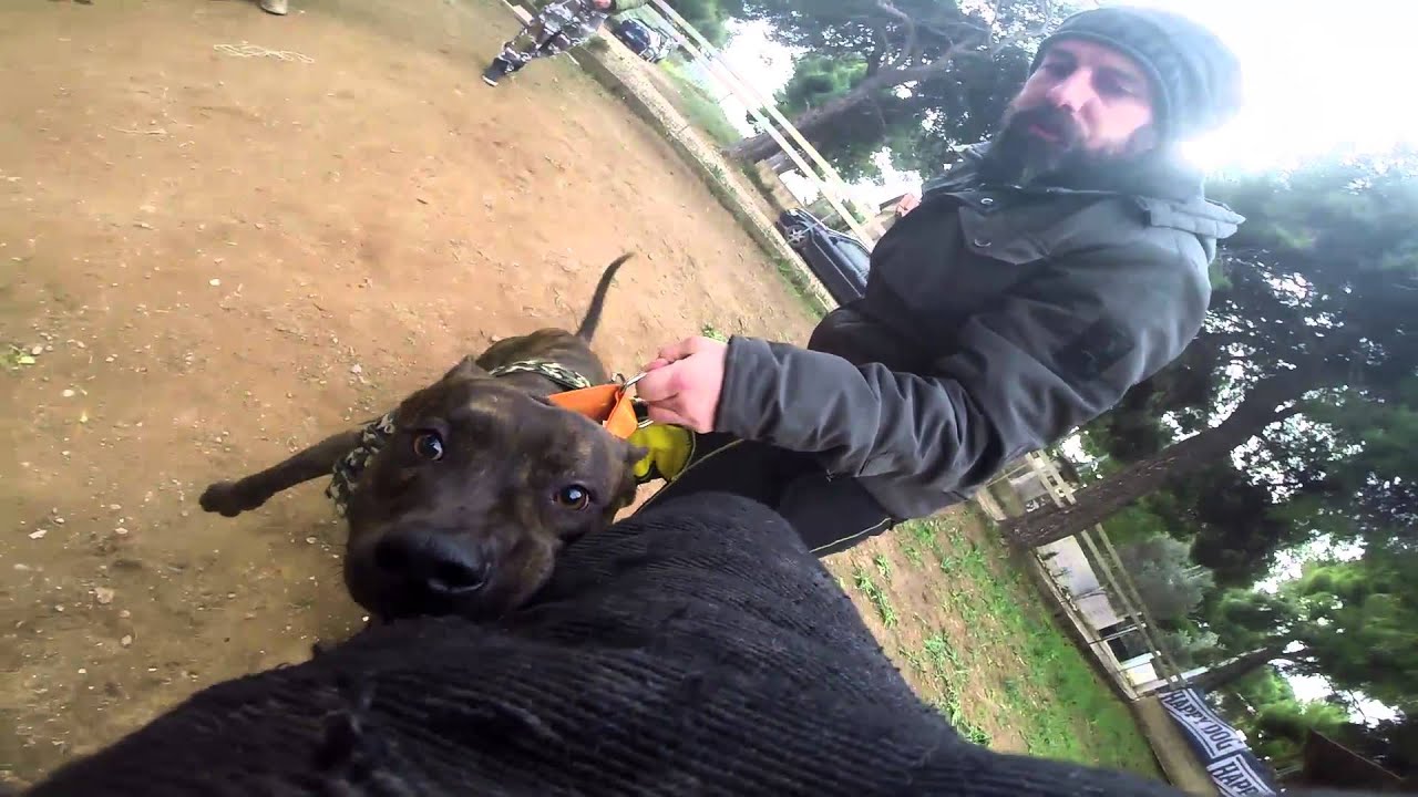 Bullet&Marvel practice just dogs training & beyond YouTube