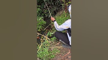 CHIA SẼ BÃI CÂU CÁ CẦU CỐNG LÁNG VEN Ở ĐỨC HÒA, LONG AN. CÓ NHIỀU CÁ LÓC, CÁ RÔ PHI SIZE TO. EP52.8