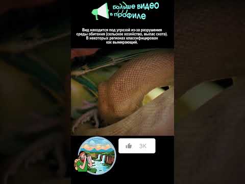 Питон Рамсея #animals #nationalgeographic #snake #top #sad