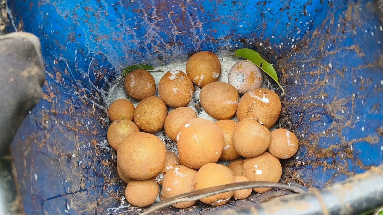 DISADVANTAGE NG PAMIMITAS NG BUNGA NG MGA CHICO