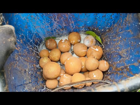 DISADVANTAGE NG PAMIMITAS NG BUNGA NG MGA CHICO