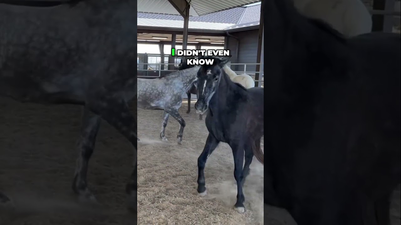 Discover the True Essence of Tennessee Walking Horses