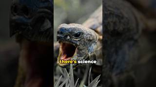 The Fascinating Mystery Behind Tortoise Nose-Touching