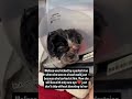 We urgently need to raise $2000 for her treatment and recovery #usa #canada #london #rescue #uk