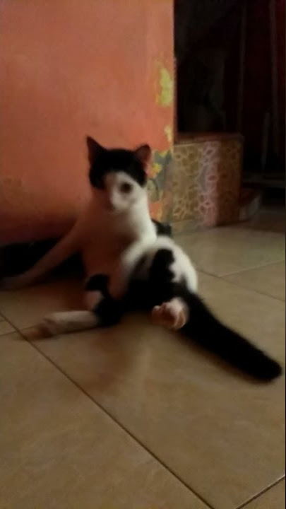 kucing idiot😂😂 #shorts