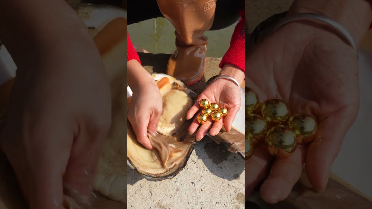  The Hidden Golden Pearls In River Clams