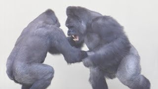 Silverback father and son go on a New Year's rampage｜The Shabani Group